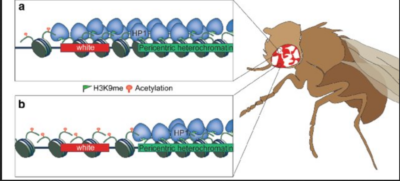 Efecto de posición en Drosophila (mosca del vinagre). La región en rojo representa el gen "White" o el gen blanco. La estructura del gen está localizado cerca de la región de alrededor del centrómero, pero en la región de eucromatina. Debido al efecto de rayos X, se produce una inversión. y queda cerca de la región de la región de heterocromatina. Durante su desarrollo temprano la mosca tiene le gen blanco silenciado por su cercanía con la heterocromatina silenciando al gen blanco. algunas de las células madre heredan este patrón de heterocromatina dando parches blancos en el ojo. todas las células hijas heredan ese patrón y resulta en un ojo con parches blancos. en los adultos  Fuente: researchgate.net/publication/265395248_Chromosome_boundary_elements_and_regulation_of_heterochromatin_spreading/figures?lo=1